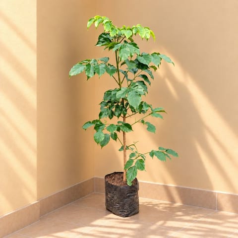 Radermachera / China Doll (~ 2 Ft) in 5 Inch Nursery Bag