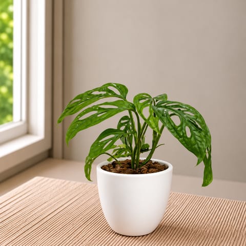 Ready to Gift - Monstera Broken Heart in 4 Inch Classy White Cup Ceramic Pot