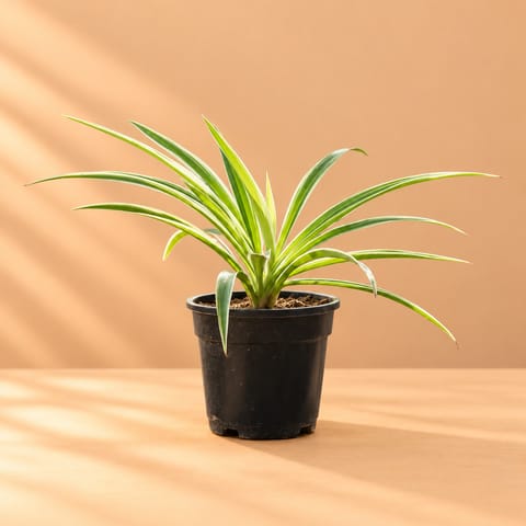 Air Purifier Spider Plant in 4 Inch Nursery Pot