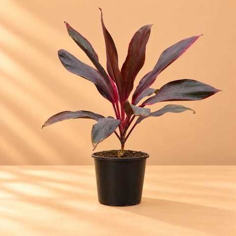 Large Dracaena Rosea in 8 Inch Black Nursery Pot