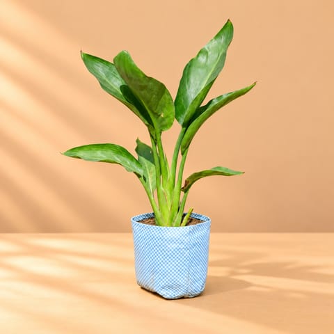 Bird of  Paradise  in 4 Inch Nursery Bag