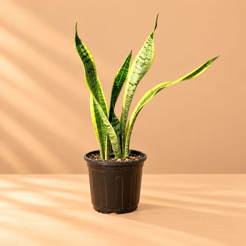 Snake Plant Yellow in 6 Inch Black Super Nursery Pot