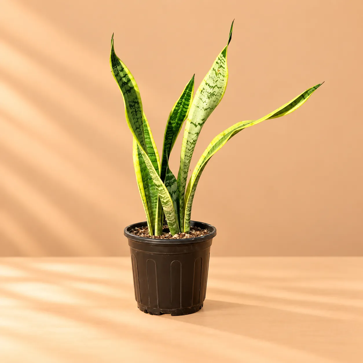 Snake Plant Yellow in 6 Inch Black Super Nursery Pot