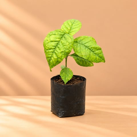 Belpatra in 3 Inch Nursery Bag
