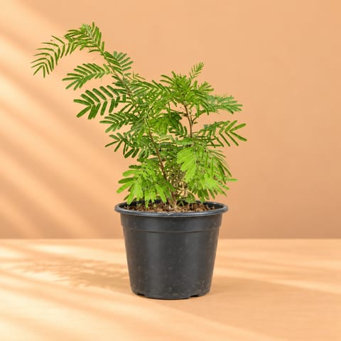 Holy Shami in 6 Inch Nursery Pot