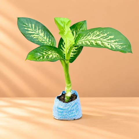 Large Dieffenbachia Seguine ( 1.5 Ft) in 5 inch Nursery Bag