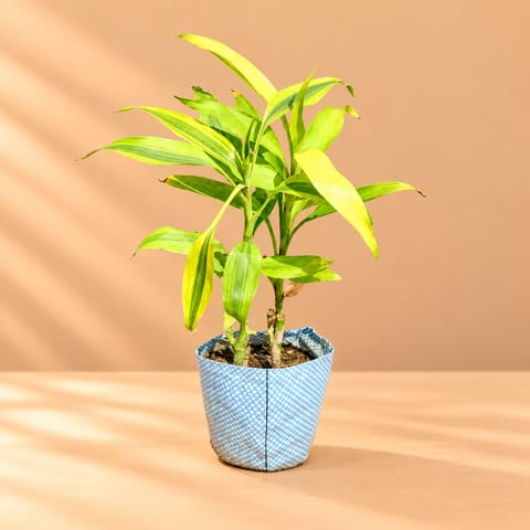 Indoor Plant - Lucky Bamboo in 4 Inch Nursery Bag