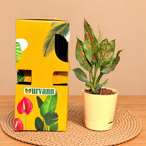Aglaonema Pink In 4 Inch Beige Florence Self Watering Pot - In Premium Gifting Box