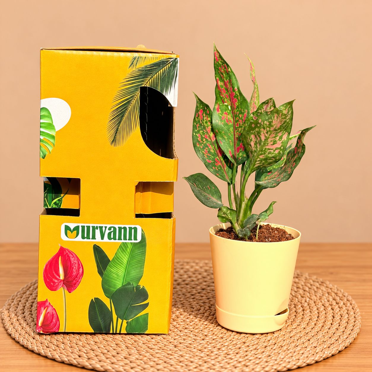 Aglaonema Pink In 4 Inch Beige Florence Self Watering Pot - In Premium Gifting Box