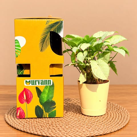 Syngonium White In 4 Inch Beige Florence Self Watering Pot - In Premium Gifting Box