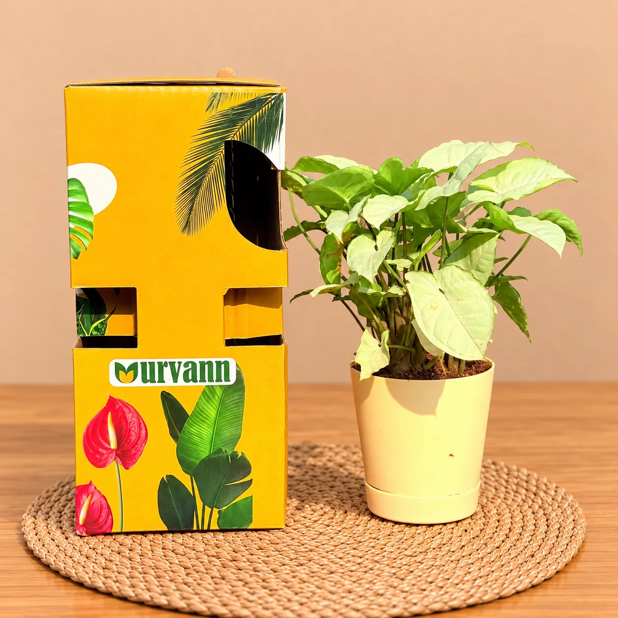 Syngonium White In 4 Inch Beige Florence Self Watering Pot - In Premium Gifting Box