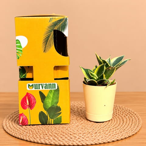 Snake Dwarf Yellow In 4 Inch Beige Florence Self Watering Pot - In Premium Gifting Box