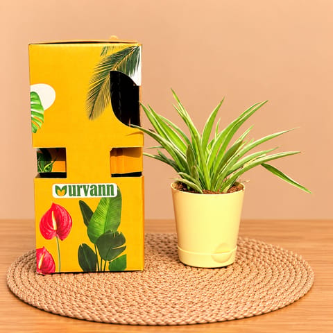 Spider In 4 Inch Beige Florence Self Watering Pot - In Premium Gifting Box