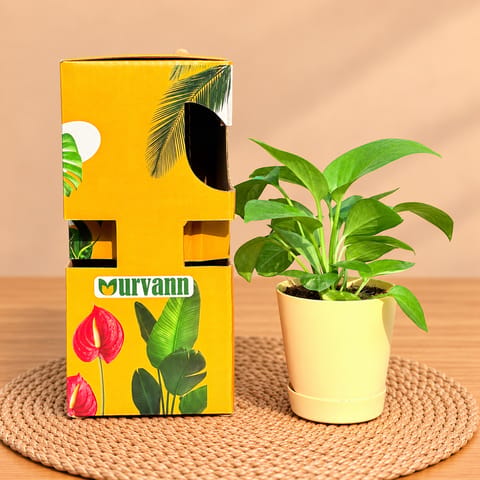 Money Plant Green In 4 Inch Beige Florence Self Watering Pot - In Premium Gifting Box