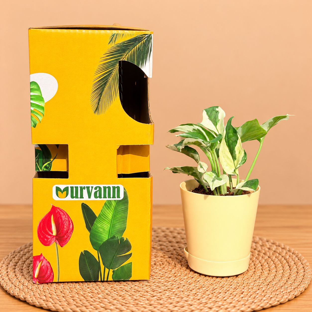 Money Plant N'Joy In 4 Inch Beige Florence Self Watering Pot - In Premium Gifting Box