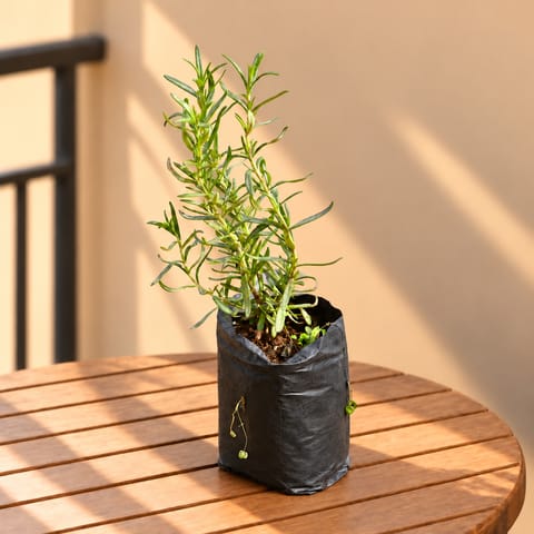 Rosemary in 4 Inch Nursery Bag