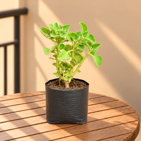 Ajwain Plant in 4 inch Nursery Bag