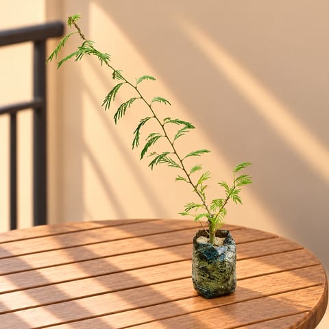Shami Plant in 4 Inch Nursery bag
