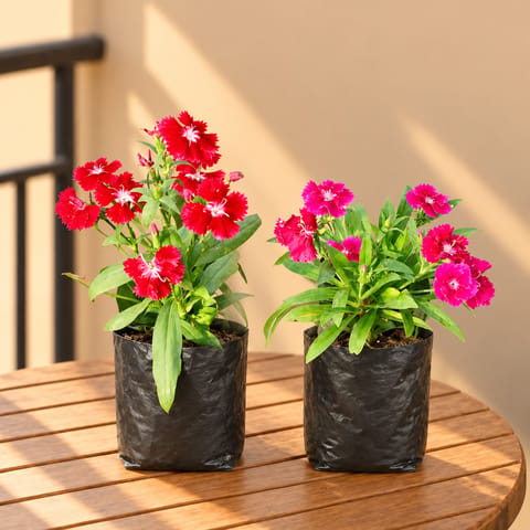 Set of 2 - Dianthus (any colour) in 4 Inch Nursery Bag