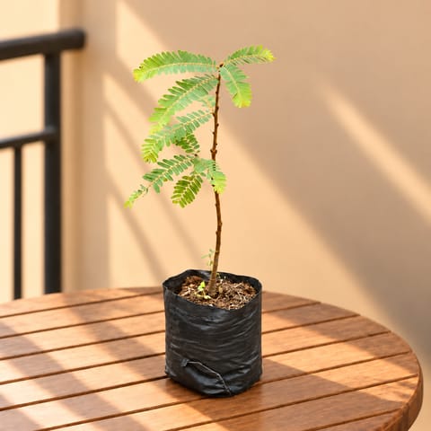 Amla (~2 Ft) in 5 Inch Nursery Bag