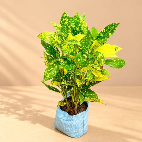 Baby Croton in 4 Inch Nursery Bag