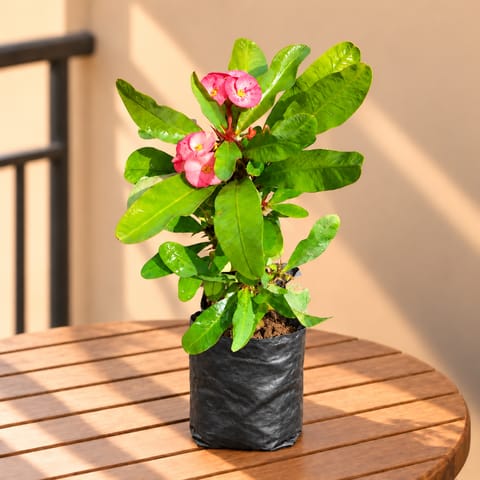 Euphorbia Mili (~ 1 Ft) in 5 Inch Nursery Bag