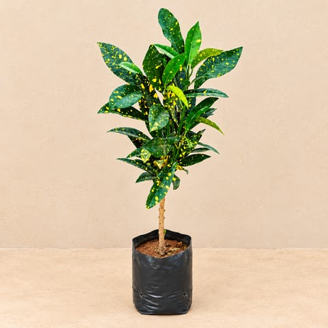 Baby Croton in 4 Inch Nursery Bag