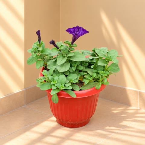 Petunia (any colour) in 8 Inch Terracotta Red Olive Plastic Pot