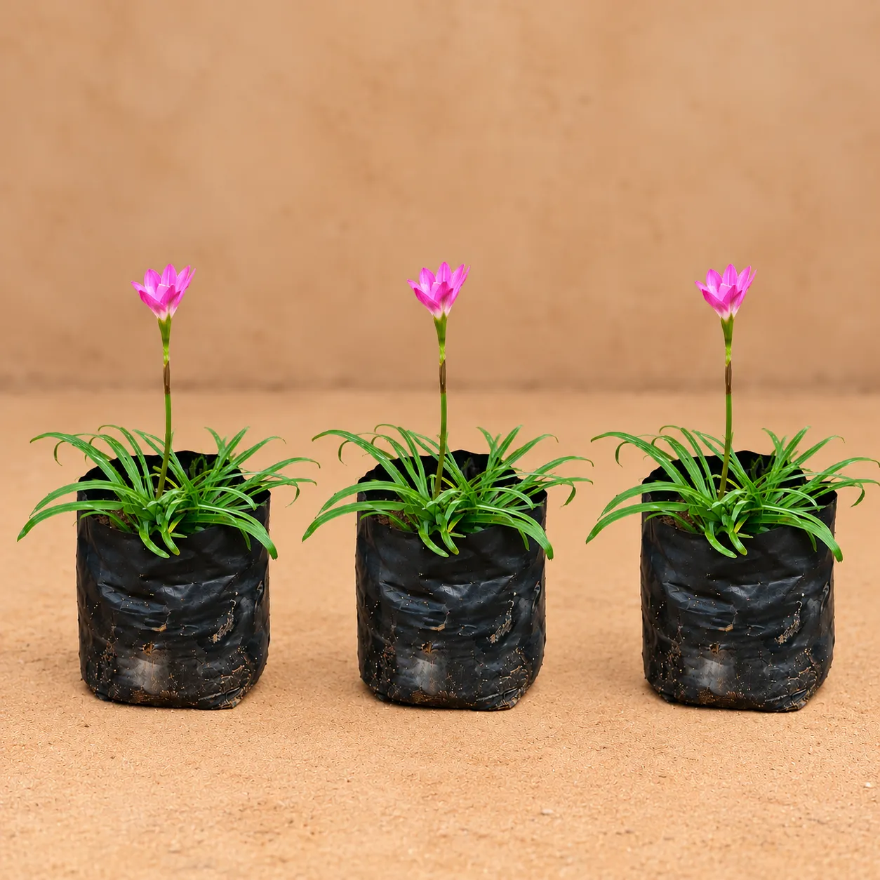 Set of 3 - Rain Lily Pink in 4 Inch Nursery Bag | Flowering Bloom