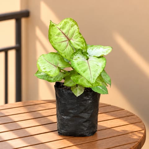 Syngonium Yellow in 4 Inch Nursery Bag