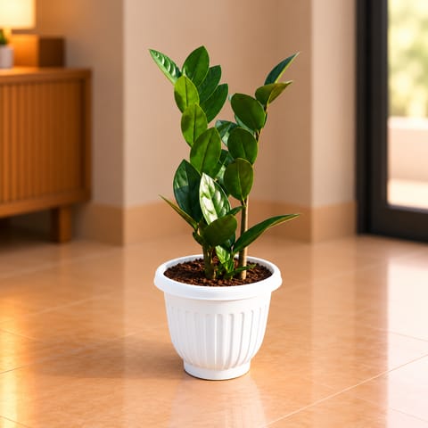 ZZ Green in 8 Inch White Olive Plastic Pot