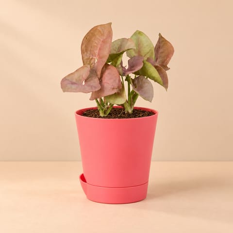 Syngonium Pink in 4 Inch Pink Florence Self Watering Pot