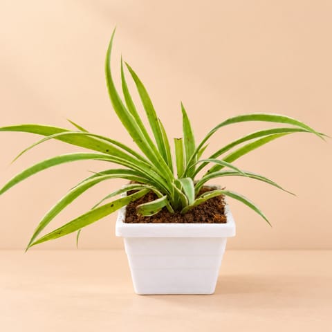 Spider in 4 Inch White Marble Premium Orchid Square Plastic Pot