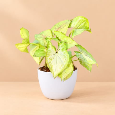 Syngonium Yellow in 4 Inch White Premium Orchid Round Plastic Pot