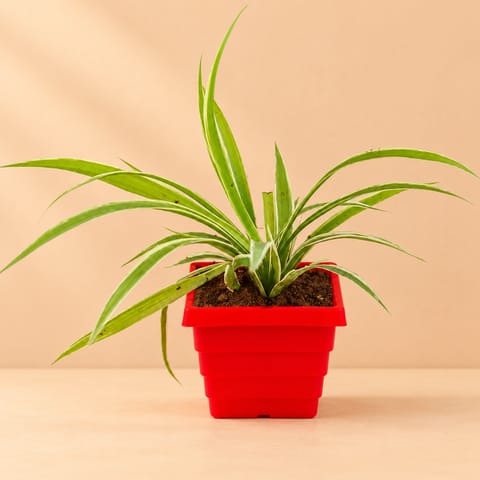 Spider in 4 Inch Red Premium Orchid Square Plastic Pot