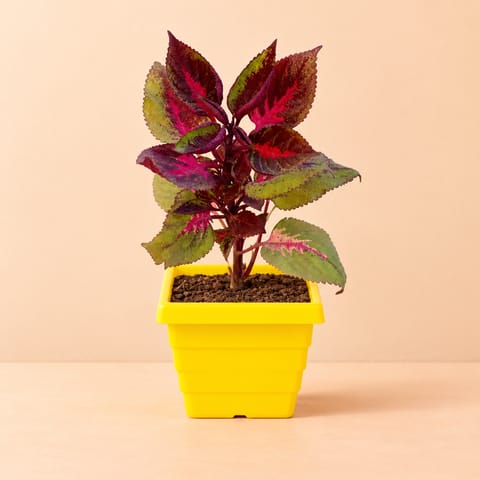 Coleus Red (any design) in 4 Inch Yellow Premium Orchid Square Plastic Pot