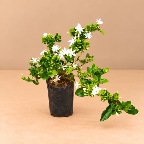 Kakda Mallige / Star Jasmine in 4 Inch Nursery Bag