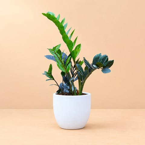 Zz Black in 10 X 10 Inch White Premium Convessa Fiberglass Planter