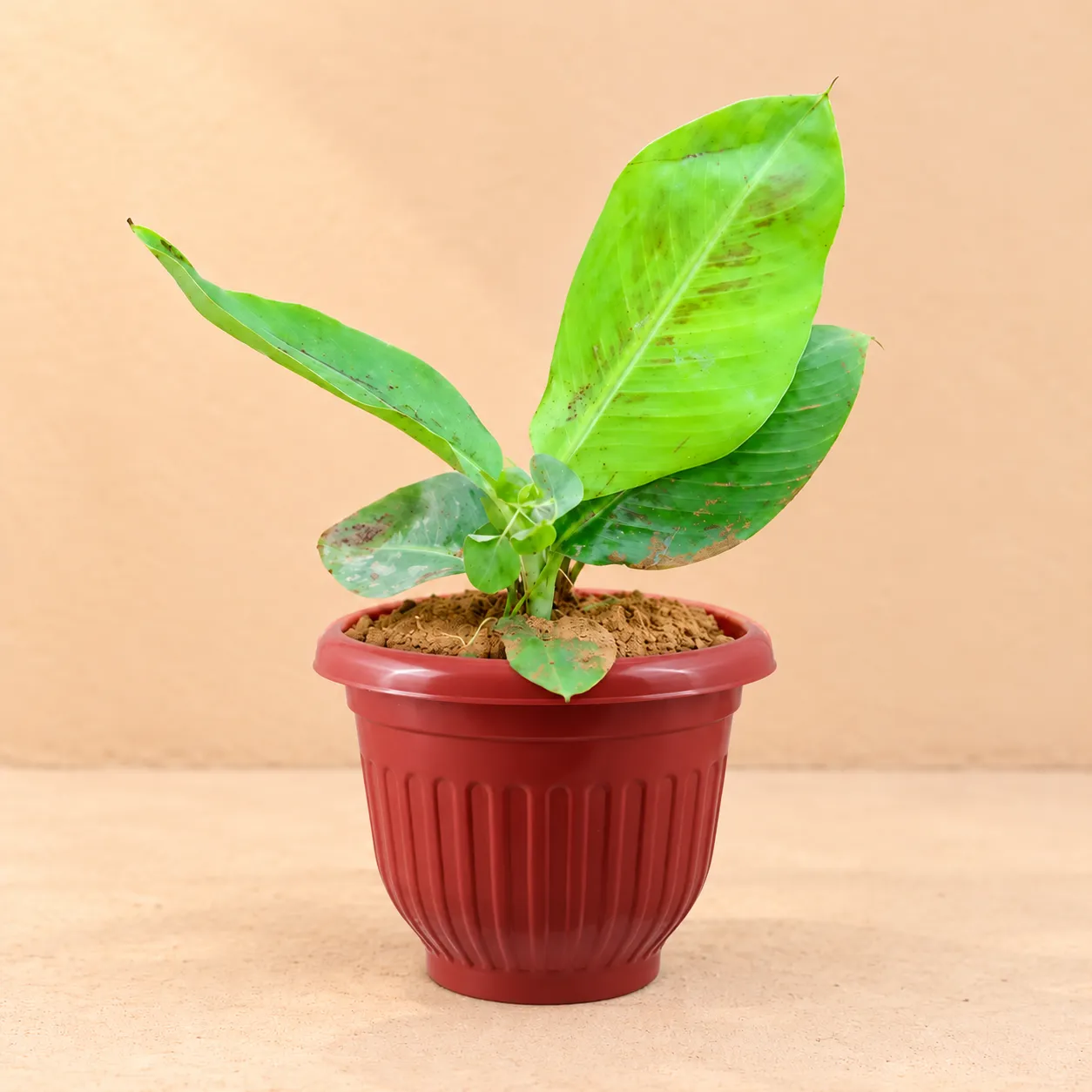 Banana / Kela in 8 Inch Terracotta Red Olive Plastic Pot