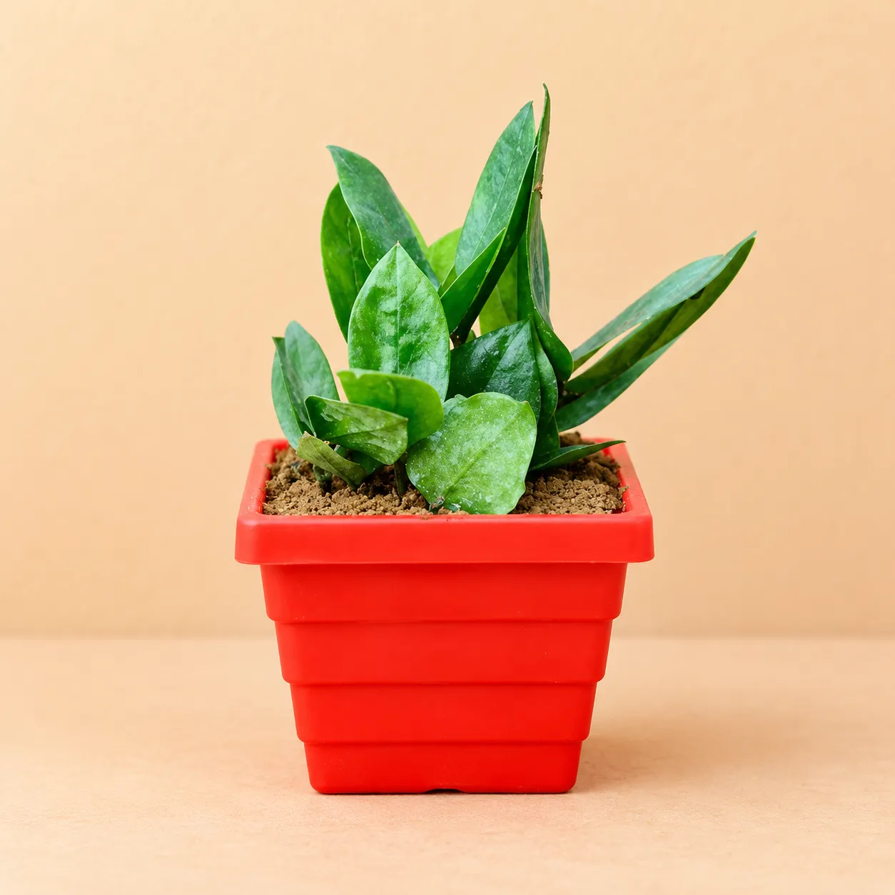 Zz Green in 4 Inch Red Premium Orchid Square Plastic Pot