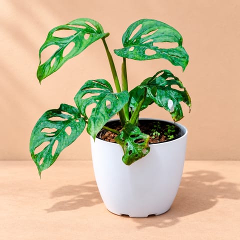 Monstera Broken Heart in 6 Inch White Premium Orchid Round Plastic Pot