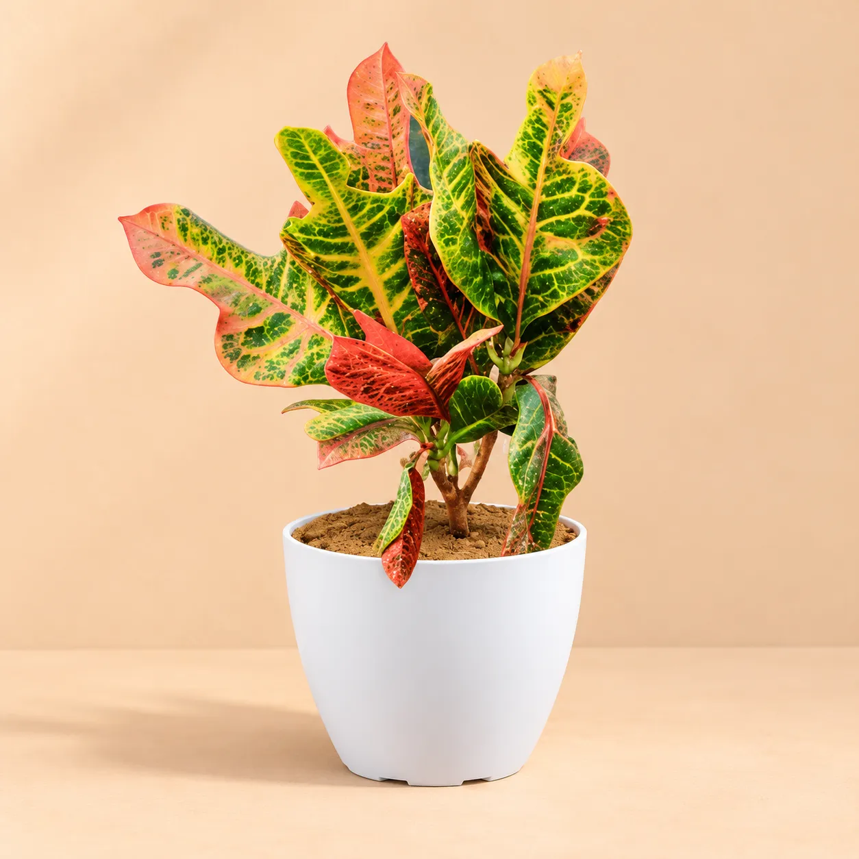 Croton Oakleaf in 6 Inch White Premium Orchid Round Plastic Pot