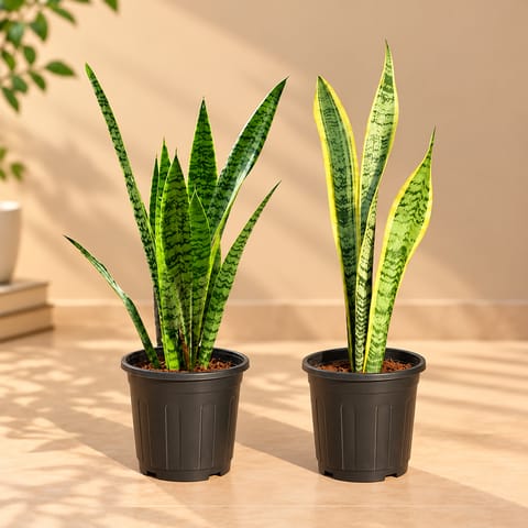 The Tough Twins – Set of 2 -  Low Maintenance Snake Plant Combo (Snake Plant Yellow & Green) in 6 Inch Black Super Nursery Pot