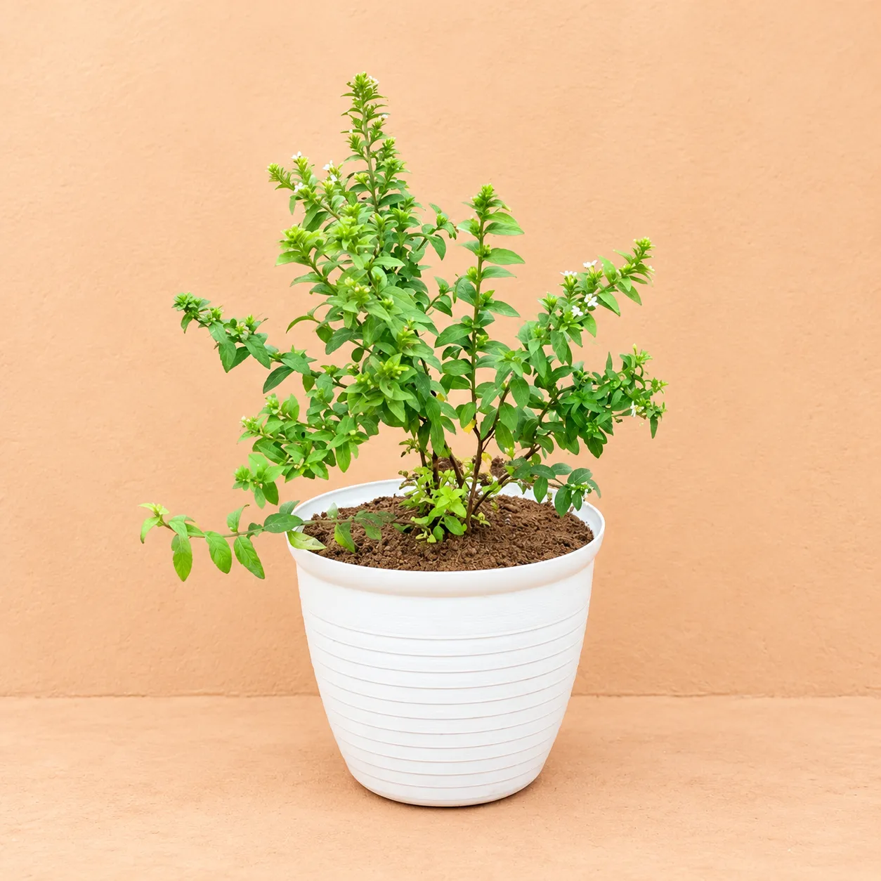 Cuphea White in 08 Inch White Marble Premium Milo Round Plastic Pot
