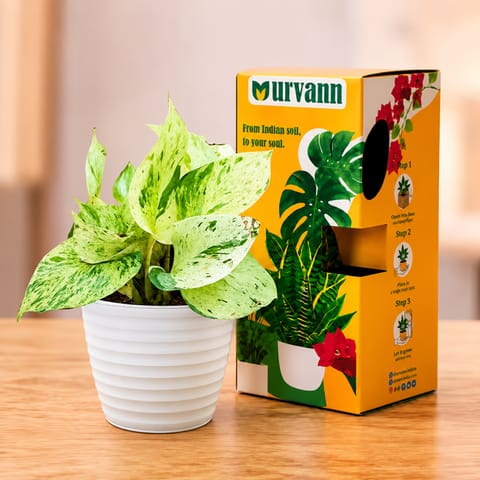 Money Plant Marble in 5 Inch White Avora Premium Plastic Planter with Urvann Gifting Box, Magnet & Care Card