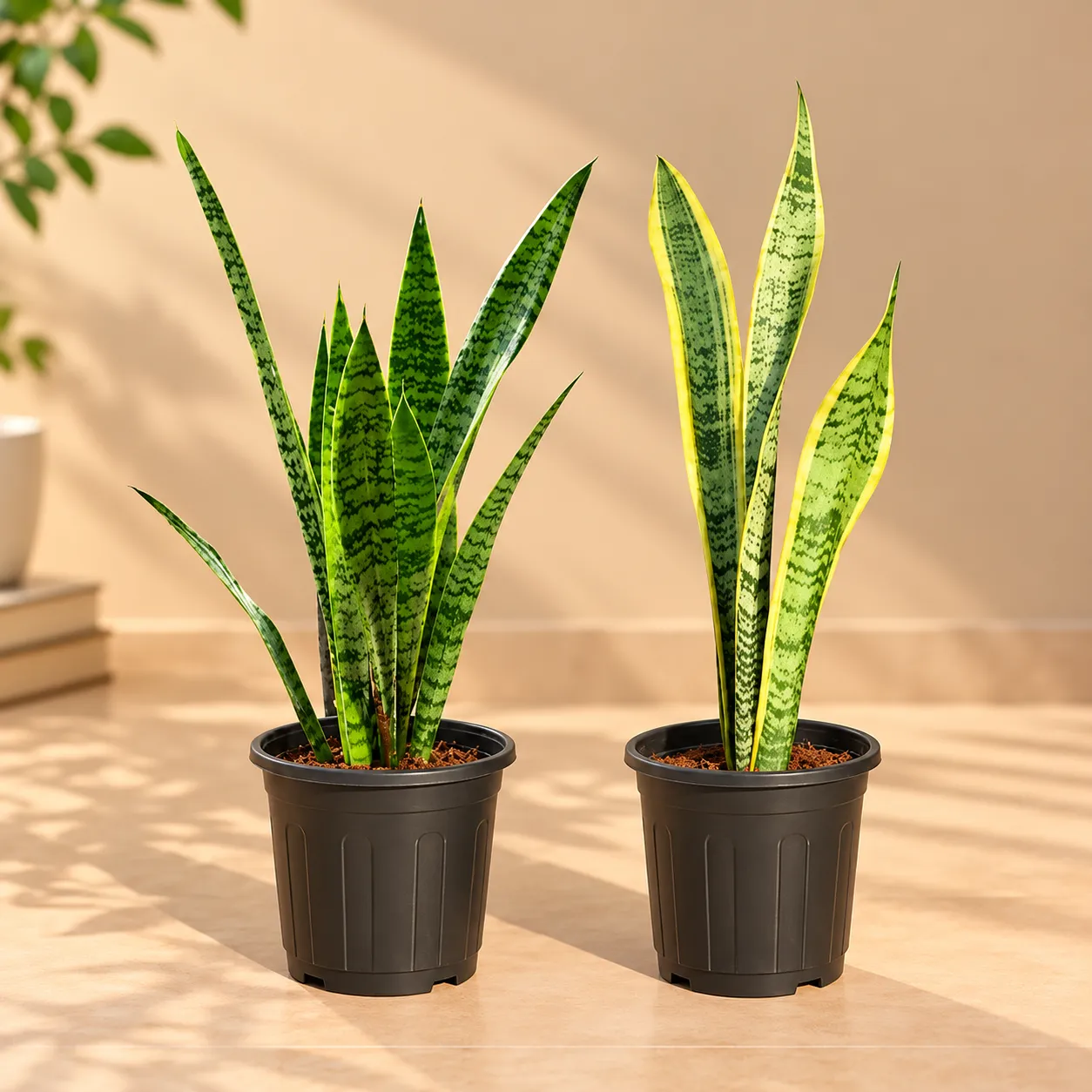 The Tough Twins – Set of 2 - Low Maintenance Snake Plant Combo (Snake Plant Yellow & Green) in 6 Inch Black Super Nursery Pot