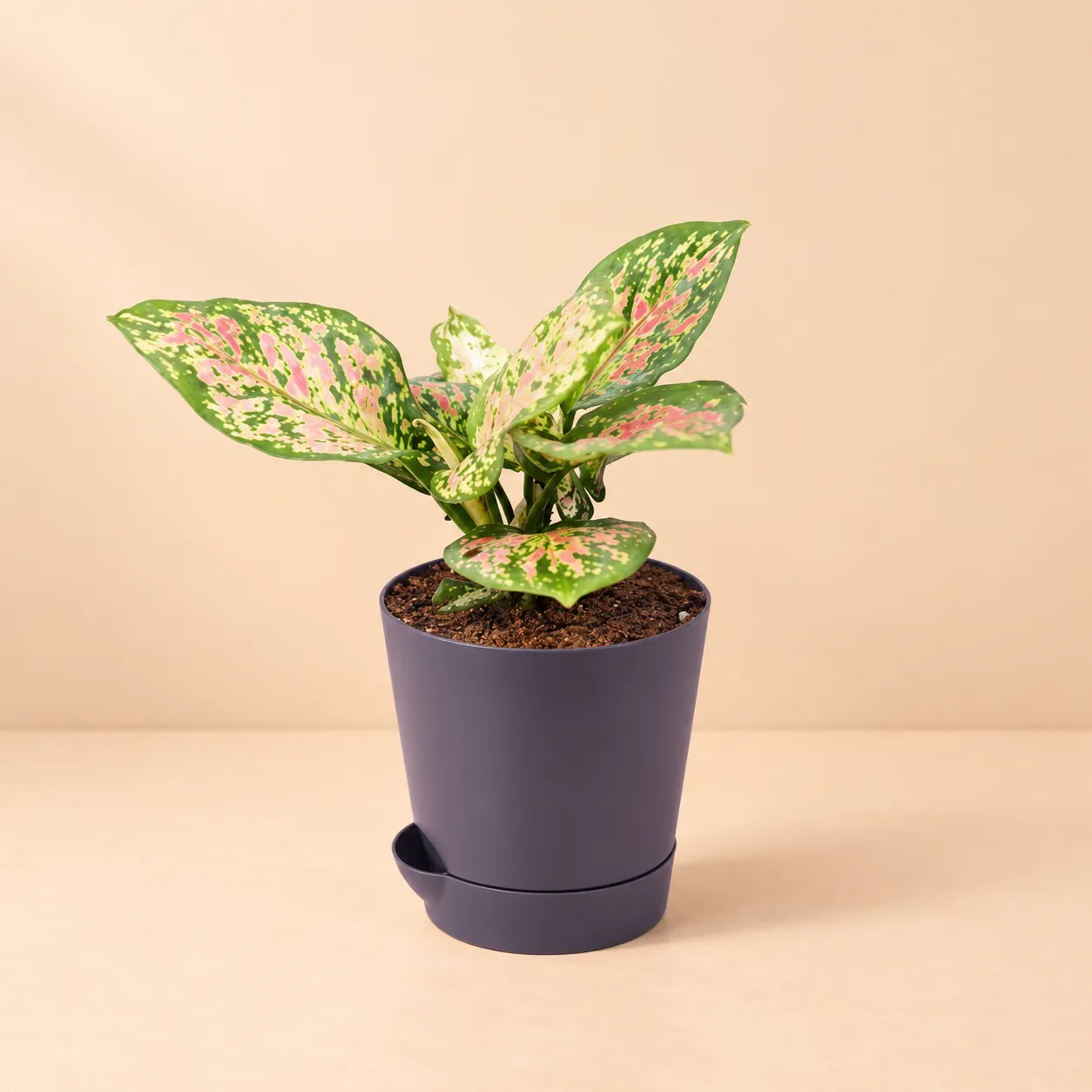 Aglaonema Pink in 4 Inch Black Florence Self Watering Pot