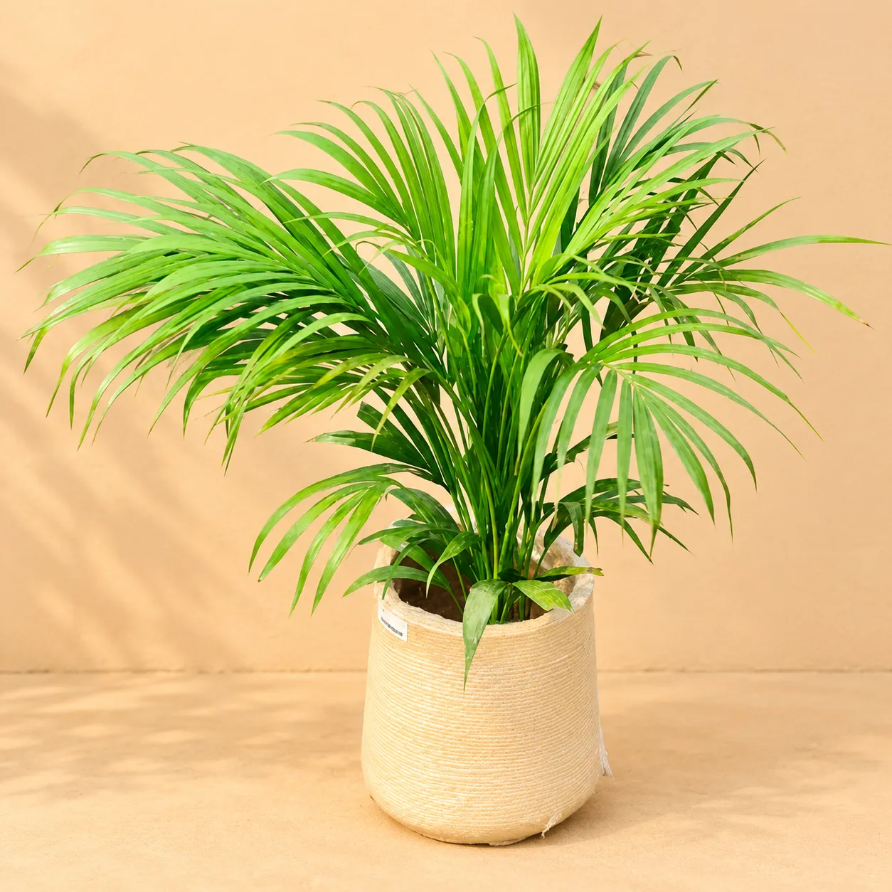 Areca Palm (~ 3 ft) in 12 X 12 Inch Sandstone Premium Sierra Fiberglass Planter- Durable large size decorative fiber pot for indoor outdoor plants with 5 year warranty