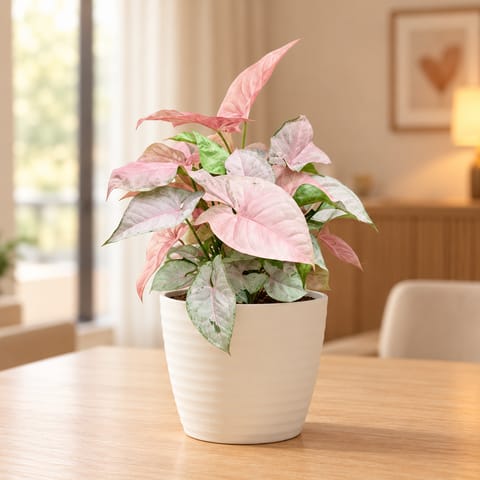 Syngonium Pink in 5 Inch White Avora Premium Plastic Planter
