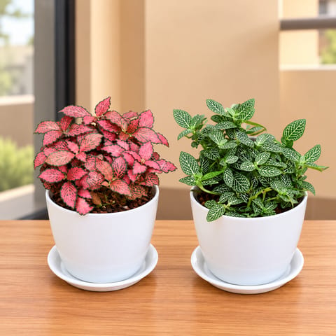 Set of 2 - Fittonia (Red & Green) in 6 Inch White Premium Orchid Round Plastic Pot